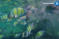 DCIM\100GOPRO